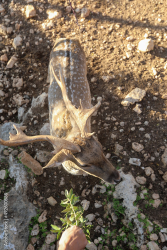 Fototapeta Naklejka Na Ścianę i Meble -  A male spotted deer with horns in the jungles of the Gir National Park in Gujarat, India. High quality photo