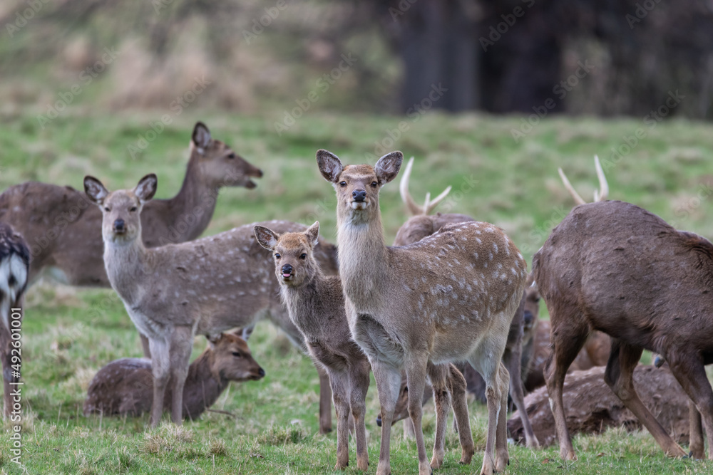 deer in the woods deer in the woods