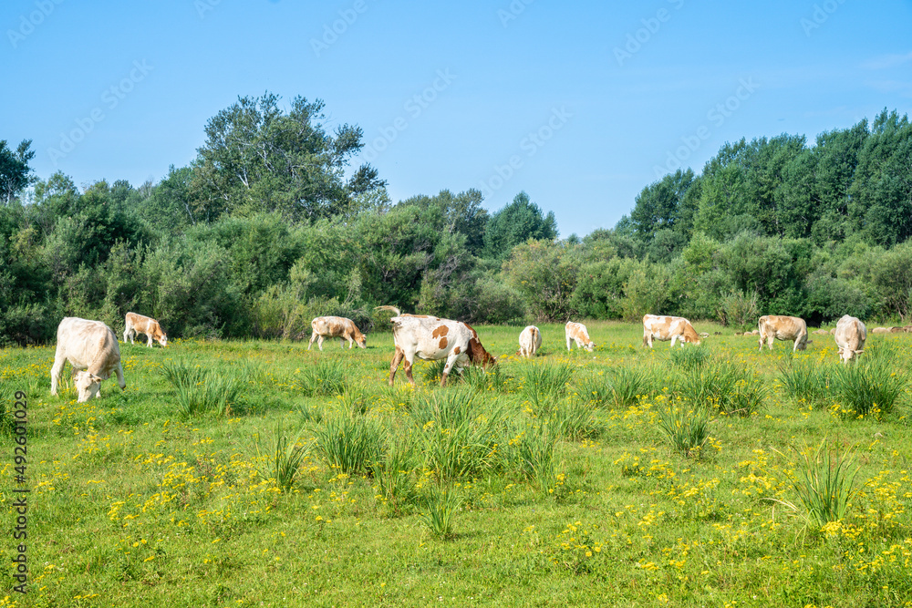 Cows, Siberia, Republic of Khakassia, Russia