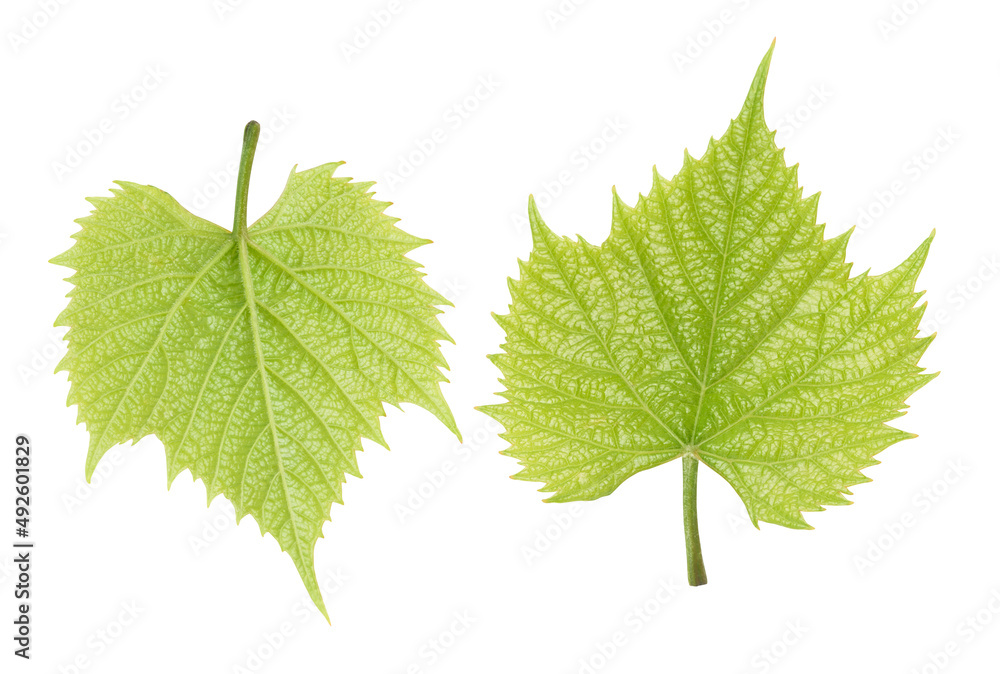 grape leaves isolated on white. grape leaves isolated on white.