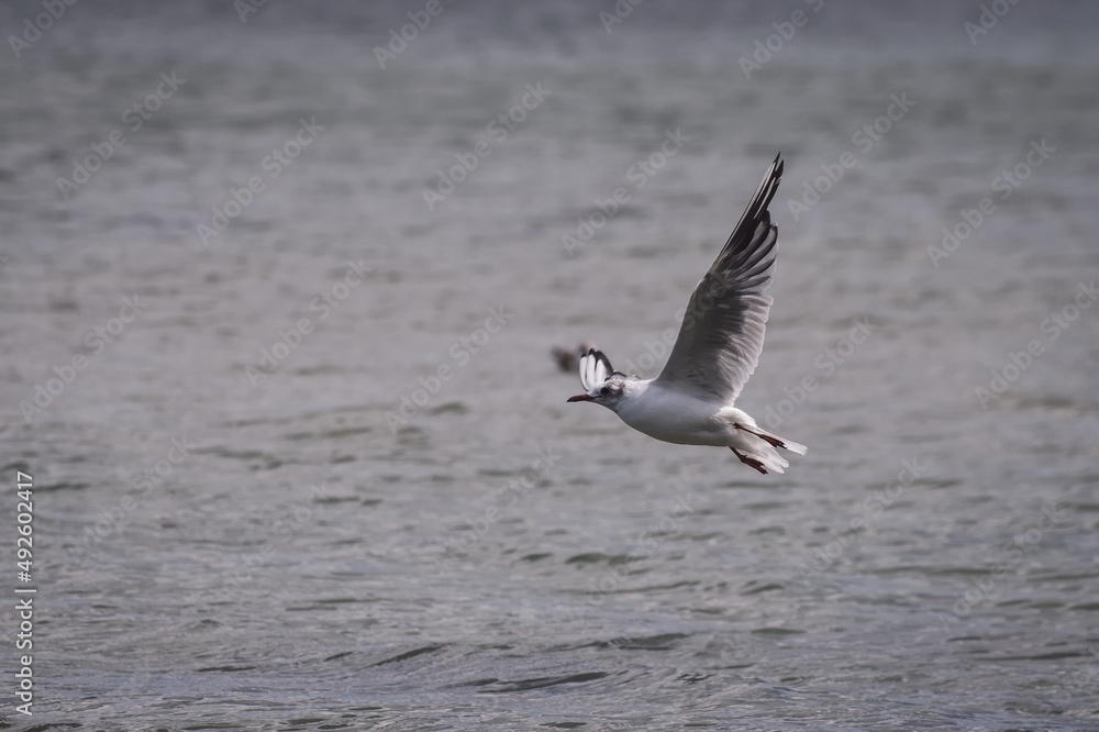 Beautiful bird over the water. Seagull in flight over the Baltic Sea in Poland. Beautiful bird over the water. Seagull in flight over the Baltic Sea in Poland.