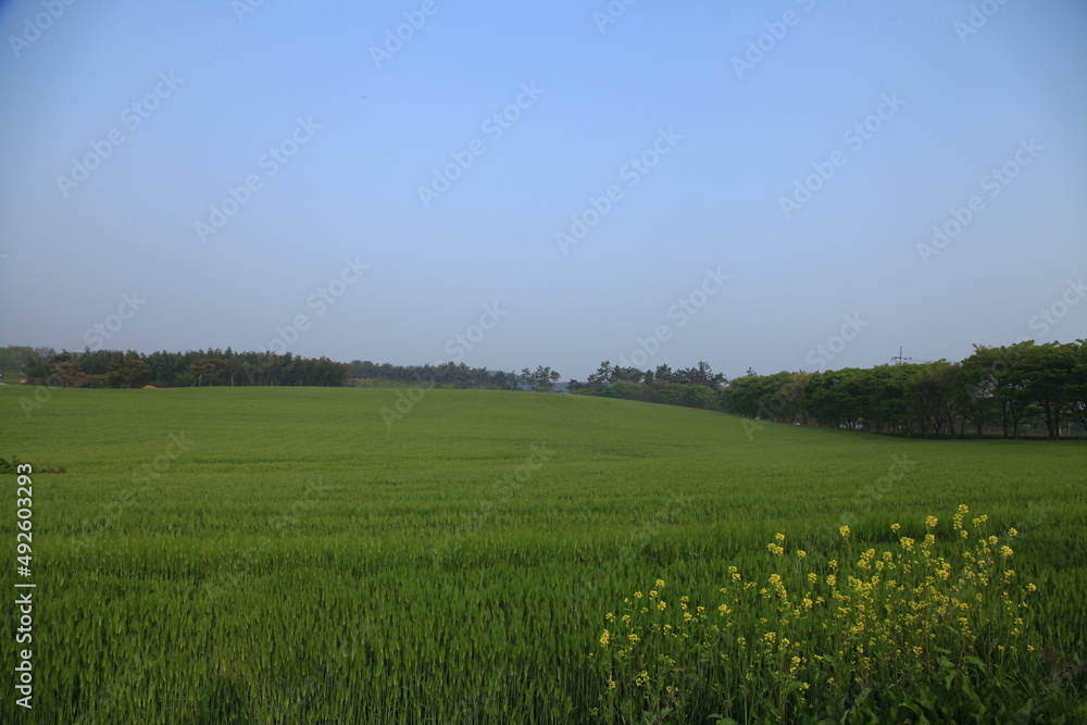 Fototapeta premium green
