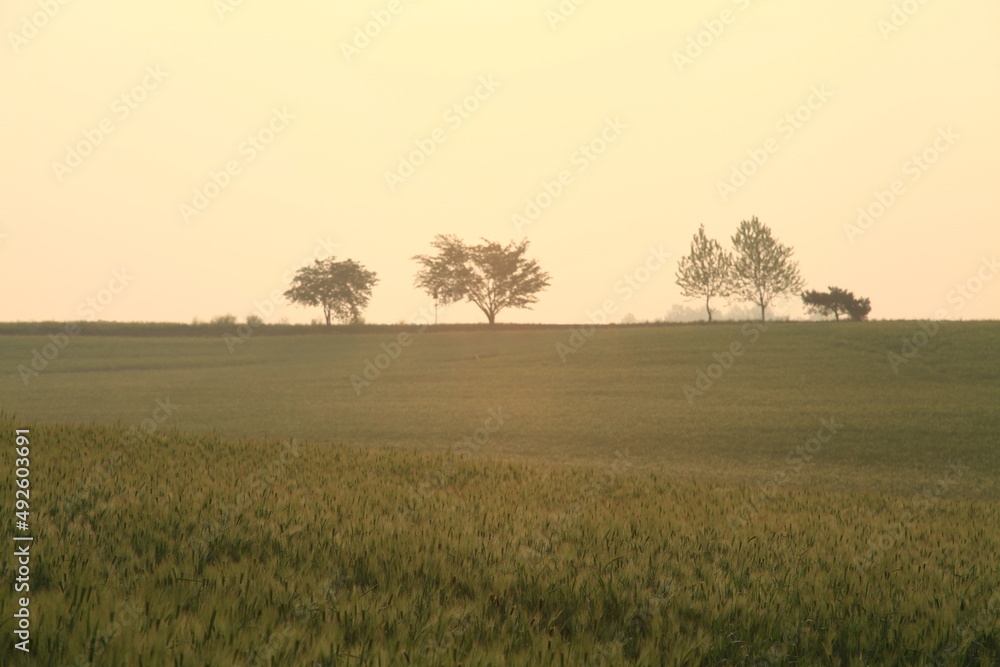 Fototapeta premium green