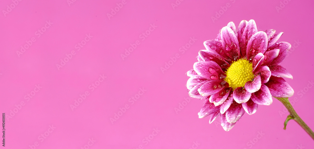 Pink Flower with colored background yellow center Pink Flower with colored background yellow center