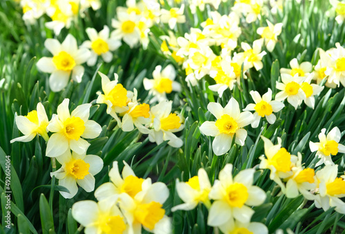 abstract floral natural background with bright white-yellow Daffodil flowers. spring season. blooming narcissus close up