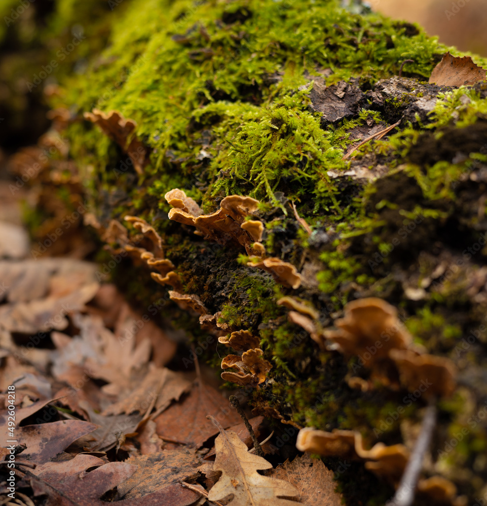 remains of mushrooms on a mossy log in an autumn setting remains of mushrooms on a mossy log in an autumn setting