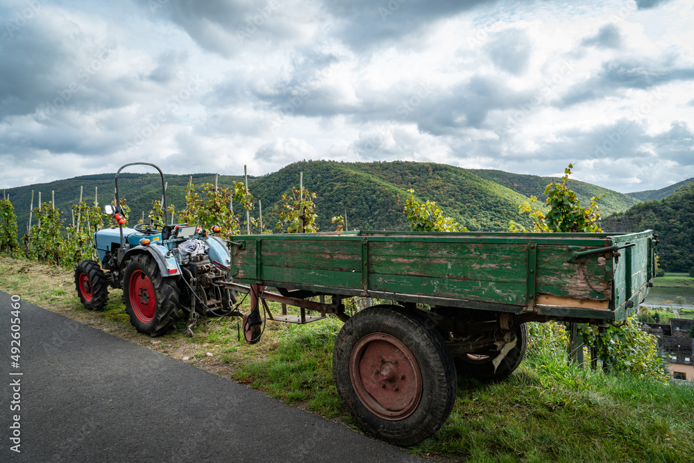 Fototapeta premium Abtransport der reifen Wintrauben aus dem Weinanbaugebiet.