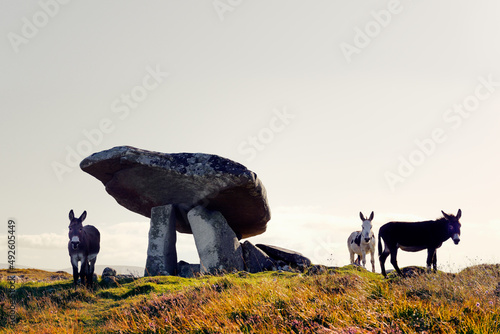 Kilclooney prehistoric megalithic portal tomb burial site aka Kilclooney dolmen. Ardara, Donegal, Ireland. Donkeys beside massive capstone entrance