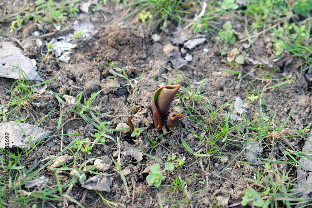 Green sprouts of tulips in the ground outdoors. Green sprouts of tulips in the ground outdoors.