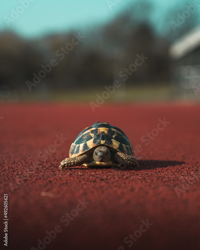 Tortoise on Start Line of Athletics Race Track