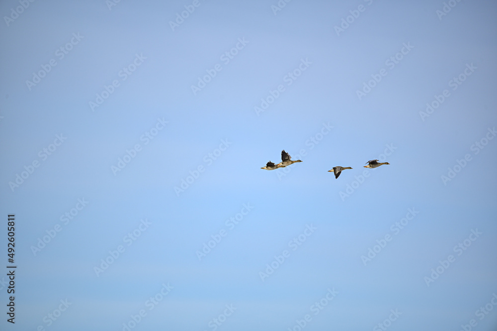 several bean goose flying in formation over Sweden