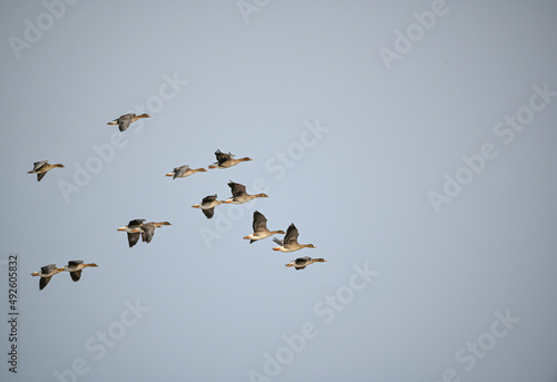 several bean goose flying in formation over Sweden © Jonas