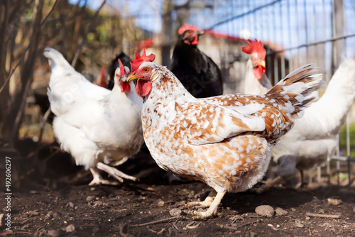 happy free range chickens in an enclosure in the backyard