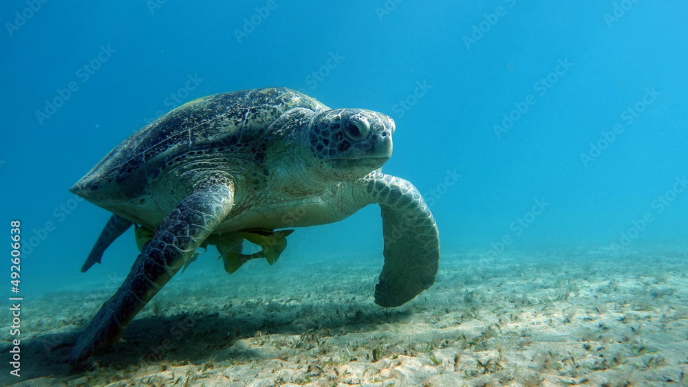 Obraz premium Big Green turtle on the reefs of the Red Sea.