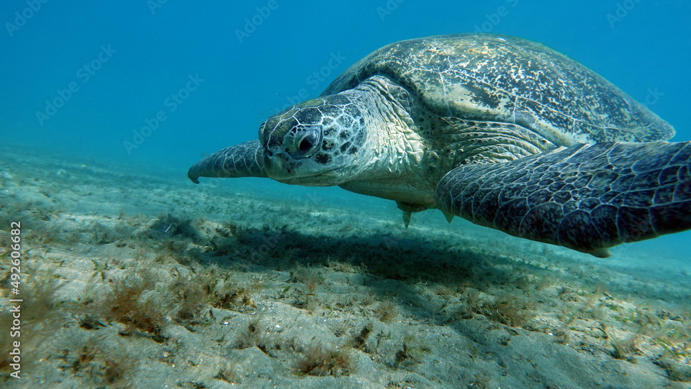 Obraz premium Big Green turtle on the reefs of the Red Sea.