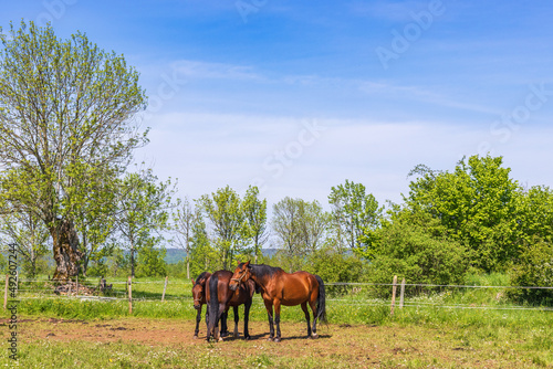 Horses in a paddock in a sunny summer landscape © Lars Johansson