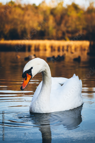 Swan with a beautiful beak poses well in the wild on a pond surrounded by reeds and trees
