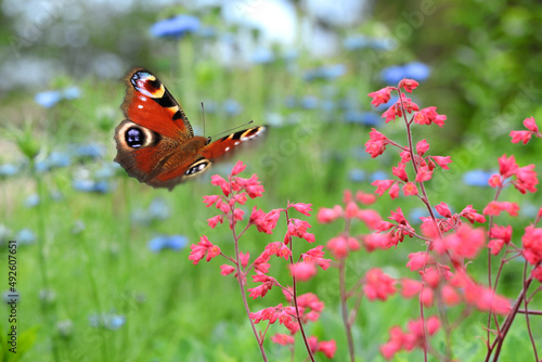 Schmetterling 848 photo