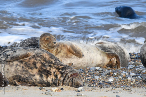 seal on the beach © Jonathan