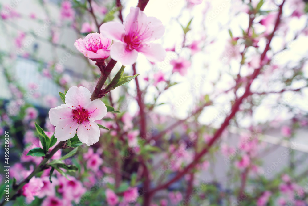 background of spring blossom tree. selective focus background of spring blossom tree. selective focus