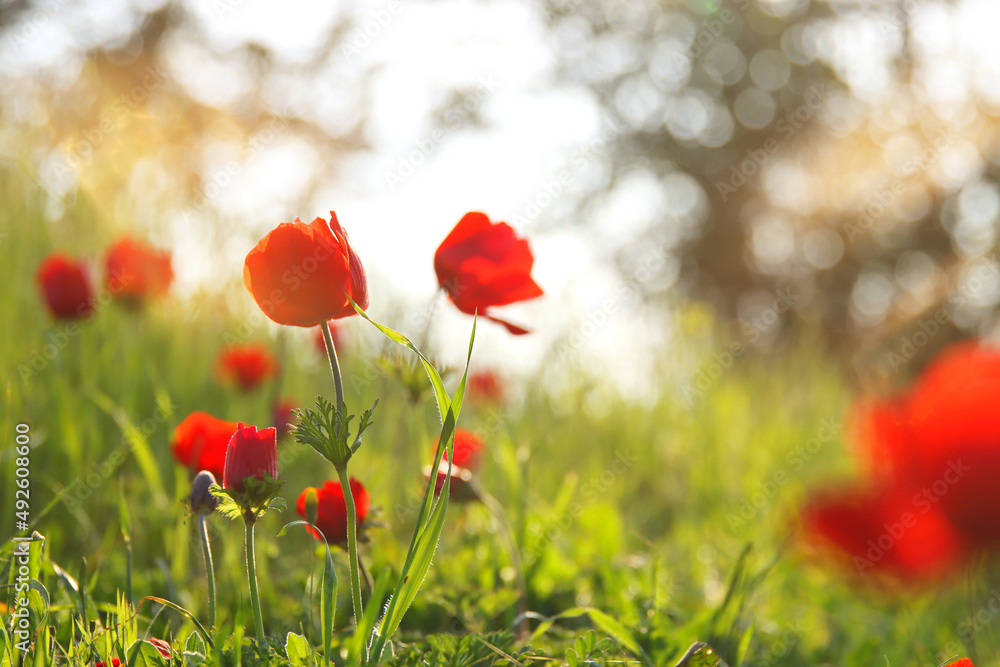 Obraz premium photo of red poppy in the green field at sun light