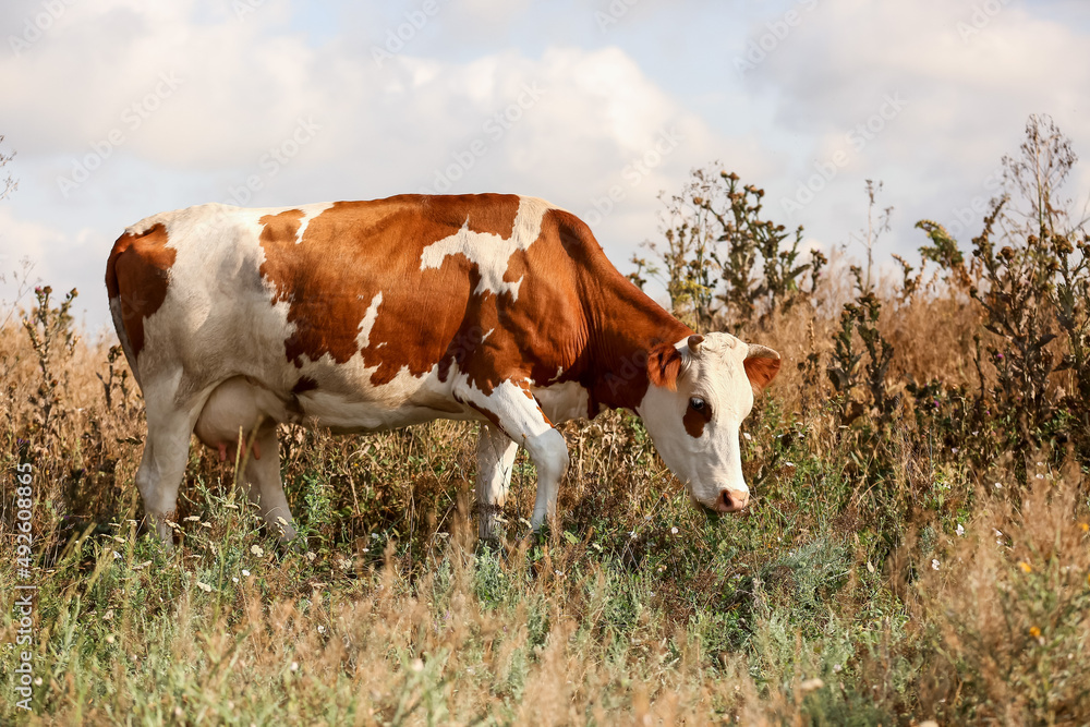 Brown and white cow grazing on green pasture