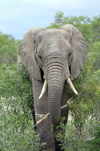  Large male elephant carrying a stick, South Africa
