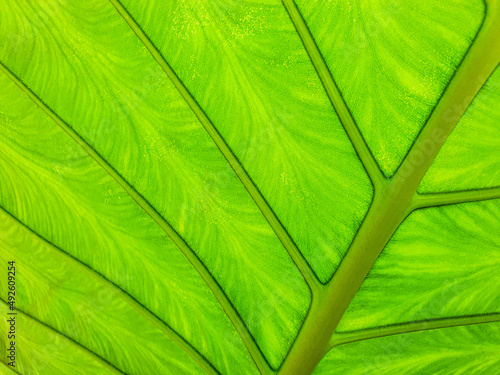 Close up Backside of fresh green alocasia leaf texture for nature background concept idea