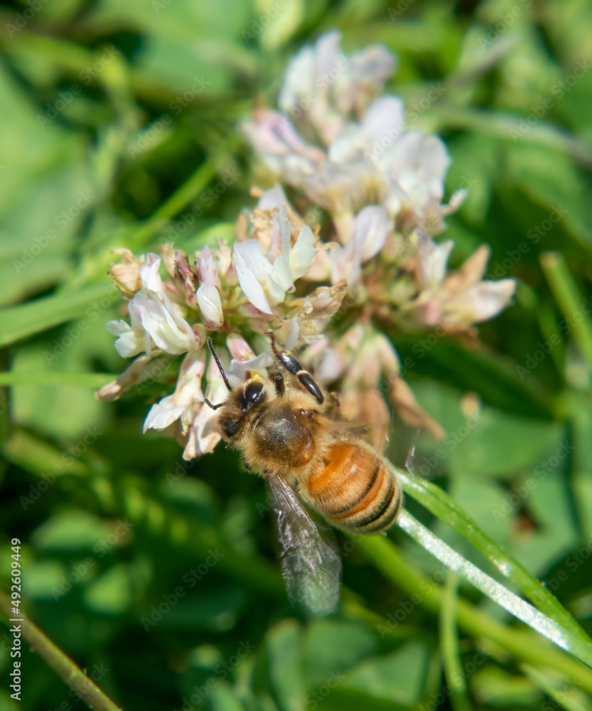 Honey Bee in Ocean View Farm Reserve, Dartmouth, Massachusetts Honey Bee in Ocean View Farm Reserve, Dartmouth, Massachusetts