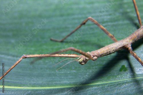 Female spiny leaf insect, Extatosoma tiaratum, on a white background. . High quality photo photo