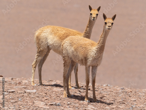 Wild vicuñas, guanacos and llamas grazing on the hills of the Atacama desert, Chile. photo