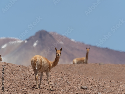 Wild vicu  as  guanacos and llamas grazing on the hills of the Atacama desert  Chile.