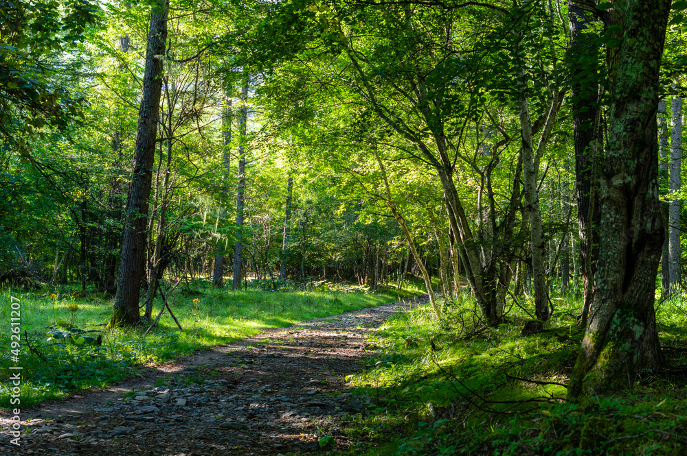 Naklejka premium 長野県の甲武信ヶ岳の登山道