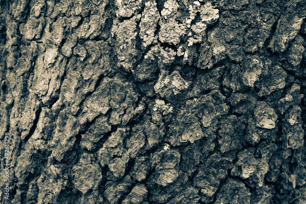 Oak tree bark background, close-up. Art trunk texture. Relief natural texture of bark for publication, screensaver, wallpaper, postcard, poster, banner, cover, website, space for your design or text Oak tree bark background, close-up. Art trunk texture. Relief natural texture of bark for publication, screensaver, wallpaper, postcard, poster, banner, cover, website, space for your design or text