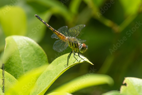 Dragonfly in Washburn Park, Marion, Massachusetts