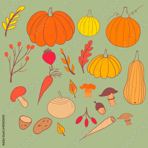 Fototapeta Naklejka Na Ścianę i Meble -  Autumn harvest clipart set, pumpkins, root crops, twigs, berries, leaves, hand drawn, vector