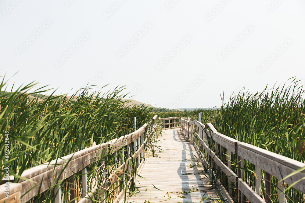 A wooden boardwalk between tall green grass in a rural marsh landscape A wooden boardwalk between tall green grass in a rural marsh landscape