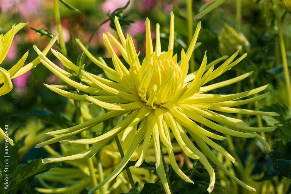 Close up A highly unusual cactus dahlia with the finest yellow petals. Close up A highly unusual cactus dahlia with the finest yellow petals.