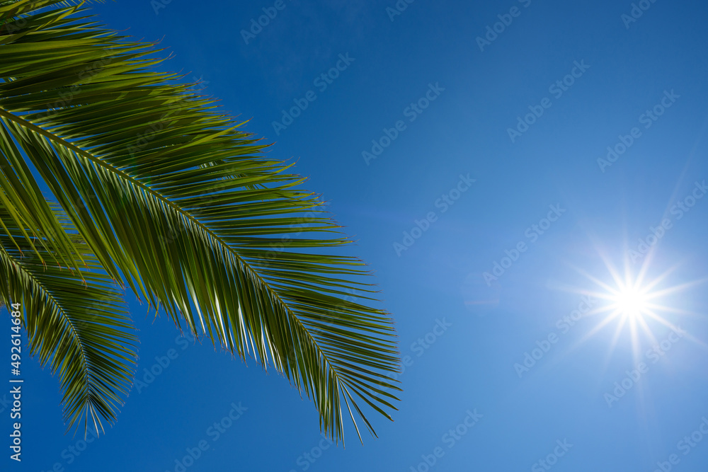 Palm tree leaf over blue sky with shining sun