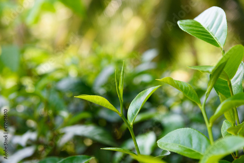 Tea bush with fresh leaves and buds on tea plantation