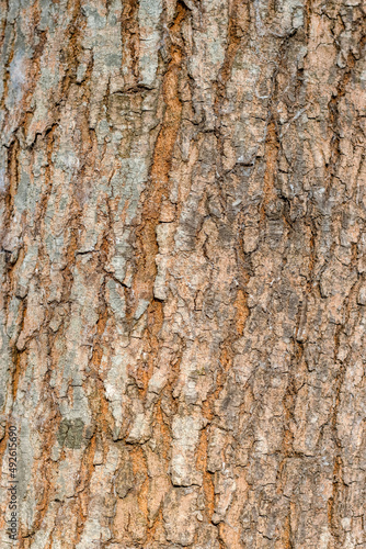 Close up shot of an old tree trunk for bark texture