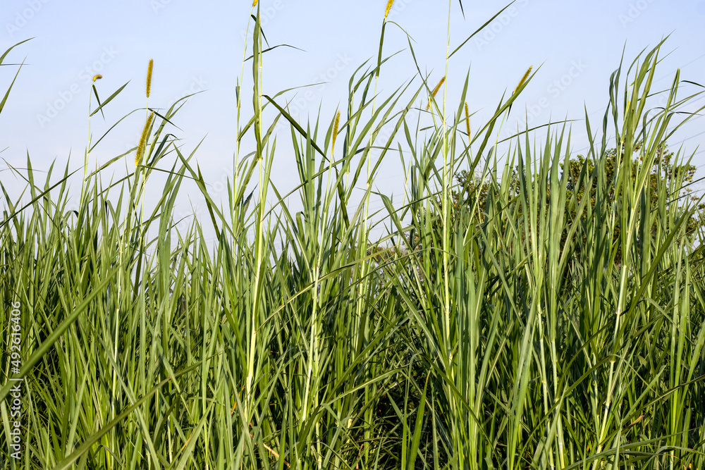 Green wild grasses close up shot under the sunny sky Green wild grasses close up shot under the sunny sky