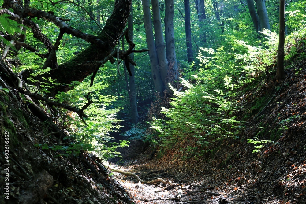 Naklejka premium Jar w lesie