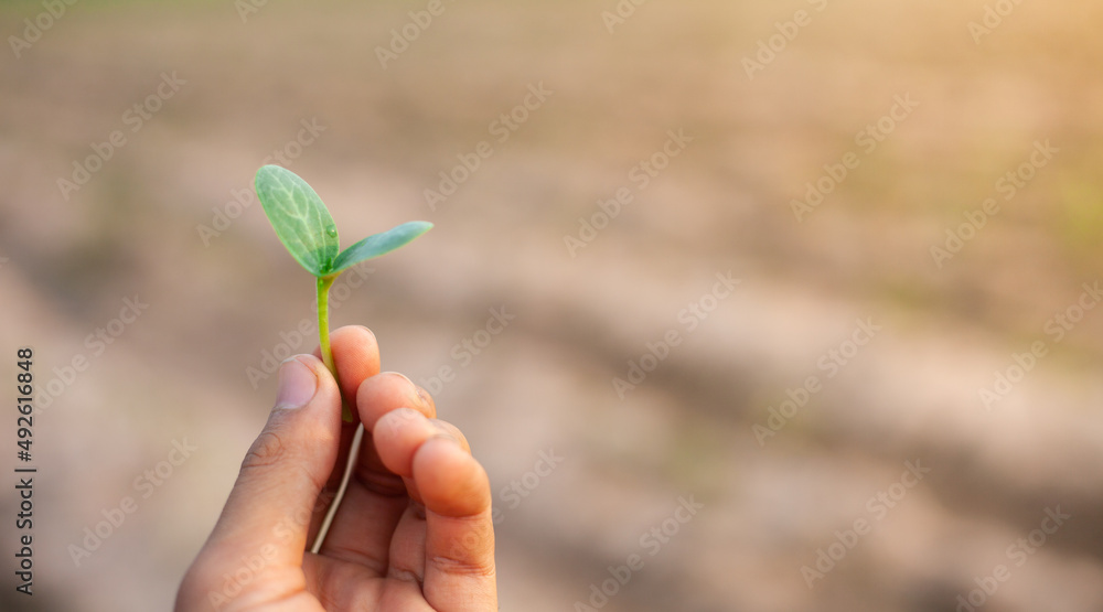 Hand holding seedlings for planting. Modern agriculture. Hand holding seedlings for planting. Modern agriculture.
