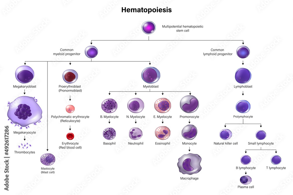 Hematopoiesis. All blood cells and plasma develop from hematopoietic