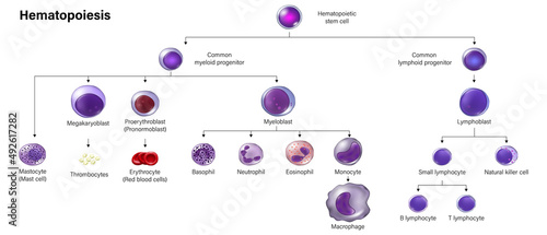 Education chart of Hematopoiesis. Erythrocytes, leukocytes and thrombocytes.