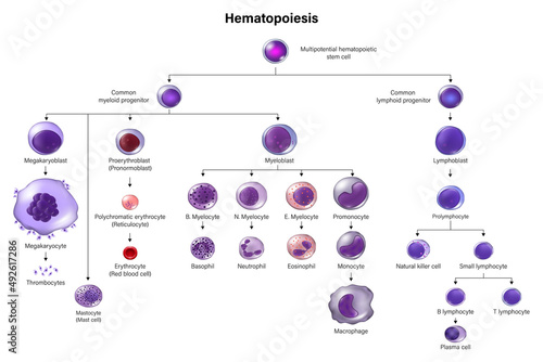 Hematopoiesis. All blood cells and plasma develop from hematopoietic stem cell. Erythrocytes, leukocytes and thrombocytes. Education chat. photo