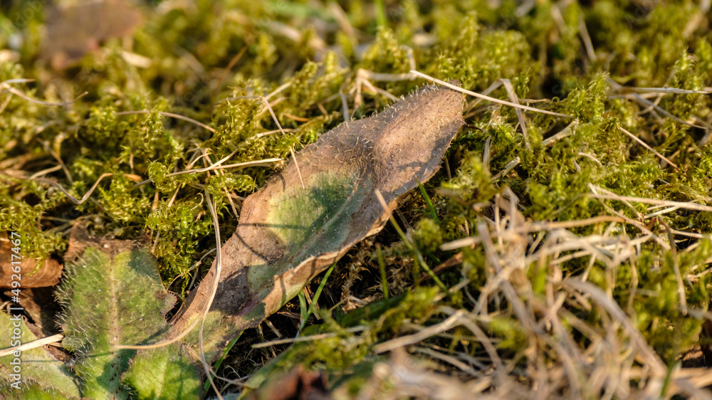 Blatt braun grün liegt auf moosbedeckter Wiese Blatt braun grün liegt auf moosbedeckter Wiese