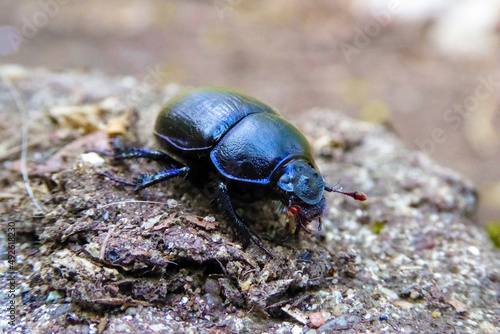 Blau schimmernder bepanzerter Waldmistk  fer mit roten F  hlern auf braunem Waldboden. Dung Dor Beetle Mistk  fer auf Entdeckungstour durch den Wald. It s a bug  not a feature.