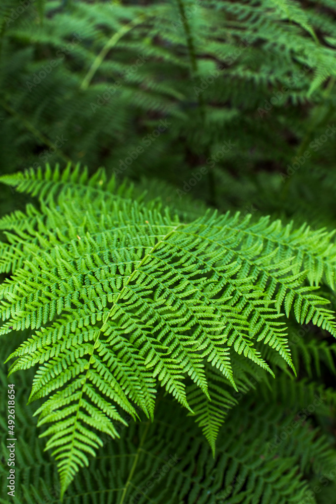 Close-up of a fern in a forest